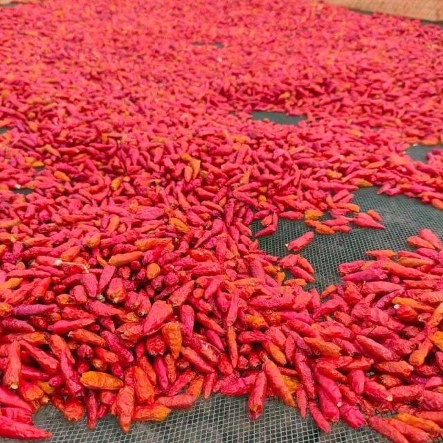 ABE chilies